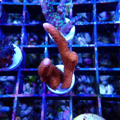 Montipora digitata Pumpkin