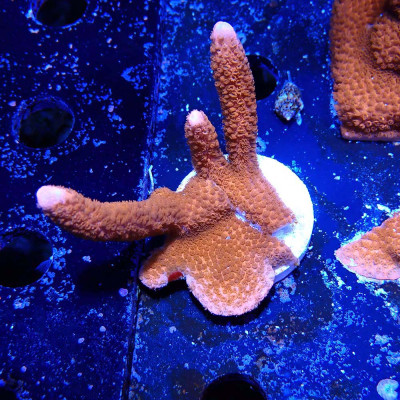 Montipora digitata Pumpkin