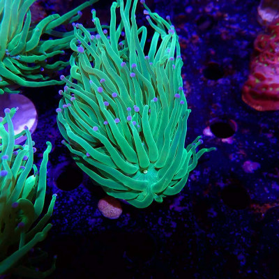 Euphyllia glabrescens en WYSIWYG chez Recif'All