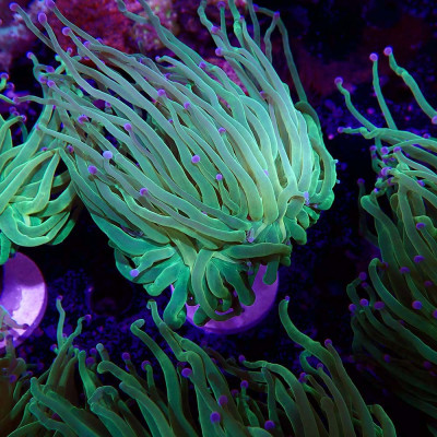 Euphyllia glabrescens en WYSIWYG chez Recif'All