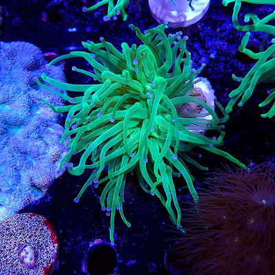 Euphyllia glabrescens en WYSIWYG chez Recif'All