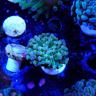 Euphyllia paraancora- Corail en WYSIWYG