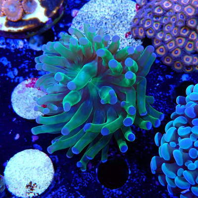 Euphyllia en WYSIWYG chez Récif'All