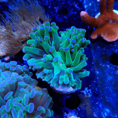 Euphyllia paraancora