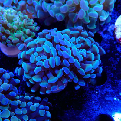 Euphyllia paraancora- Corail en WYSIWYG