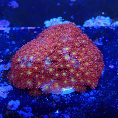 Bernardpora sp.- Corail en WYSIWYG