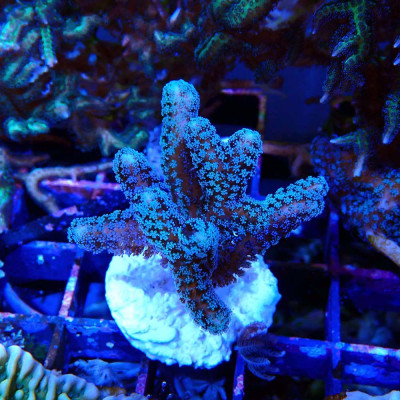 Seriatopora caliendrum