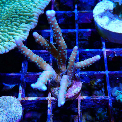 Anacropora RRC Tropicana