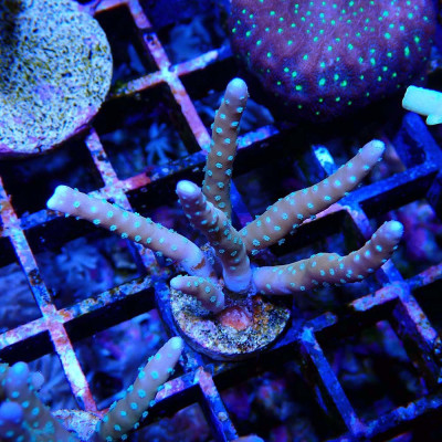 Anacropora RRC Tropicana