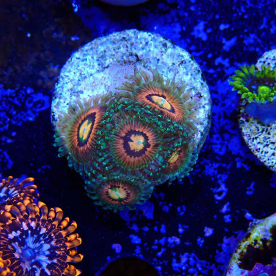 Zoanthus Ultra Rainbow Incinerator