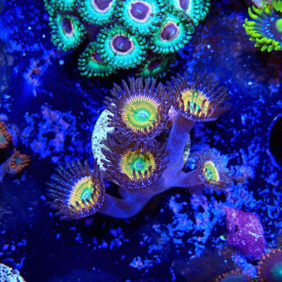 Zoanthus Ultra Sunny D