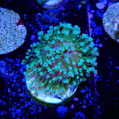 Sarcophyton Yellow sp.