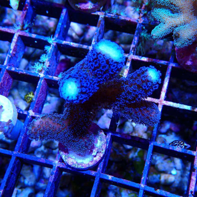 Stylophora pistillata