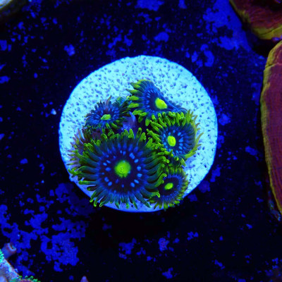 Zoanthus Ultra Blueberry pie