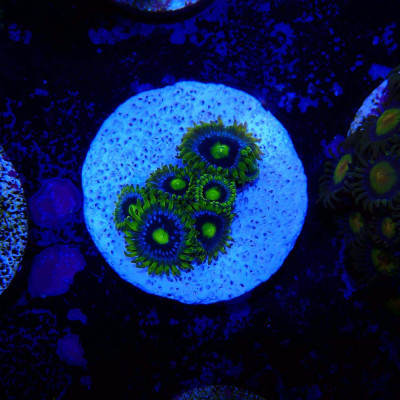 Zoanthus Ultra Blueberry pie