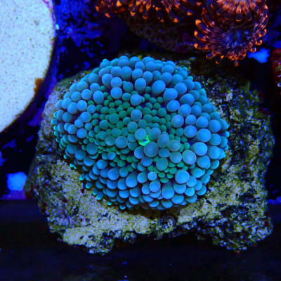 Ricordea florida