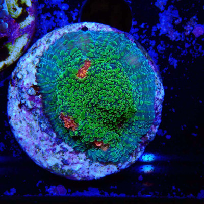 Echinophyllia