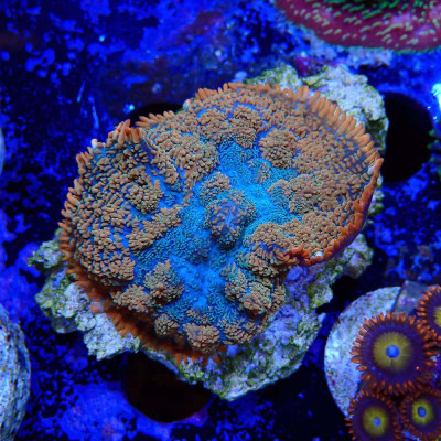 Rhodactis sp.- Coraux mous en VPC