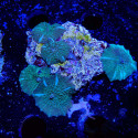 Discosoma sp.