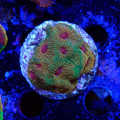 Favia sp. fascination
