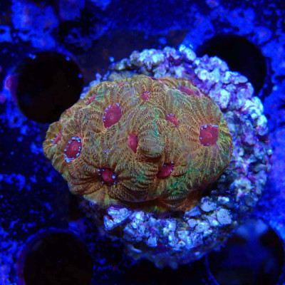 Favia sp. fascination
