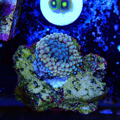 Ricordea florida