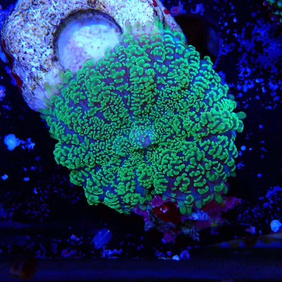 Rhodactis sp.