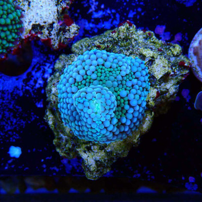 Ricordea florida
