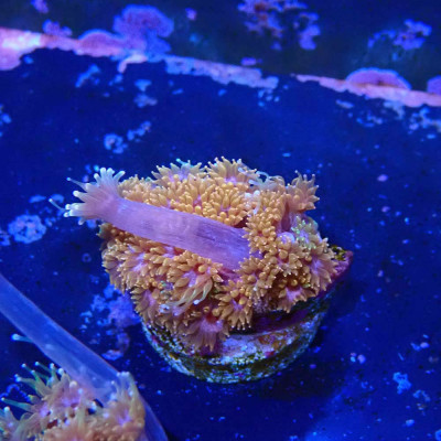 Bernardpora sp.