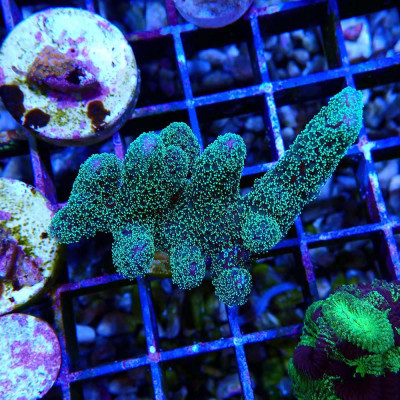 Stylophora pistillata Milka zum günstigen Preis bei Recif'All