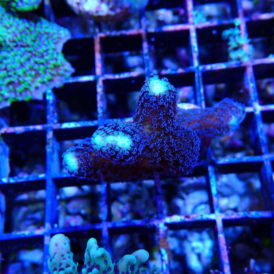 Stylophora pistillata