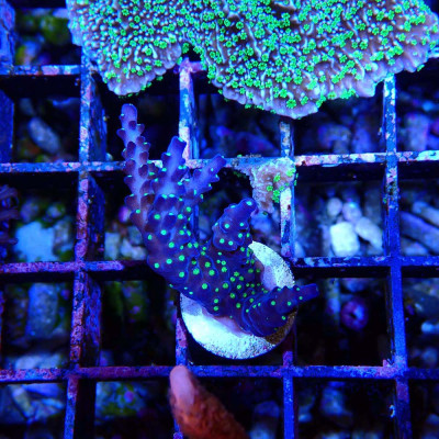 Acropora sp.