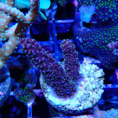 Acropora sp.