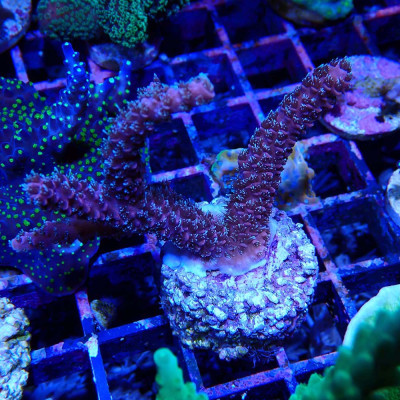 Acropora sp.- Corail en VPC