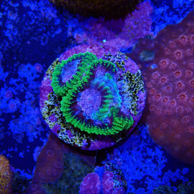 Favia sp. Space Monkey