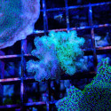 Pocillopora damicornis DUO