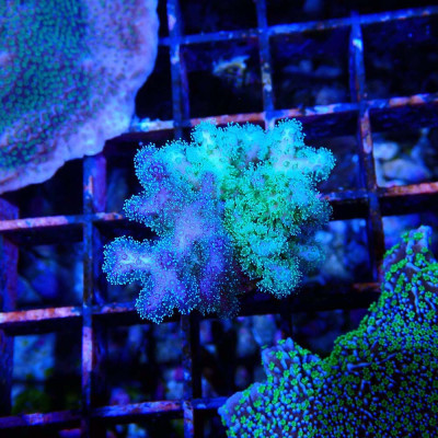 Pocillopora damicornis