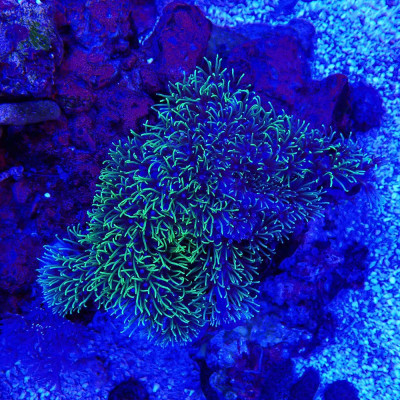 Briareum Green Fluo