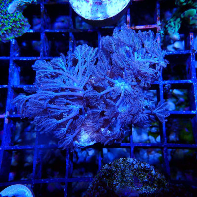 Xenia sp.