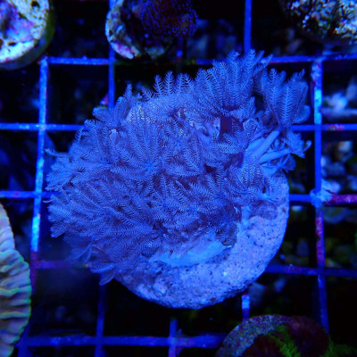 Xenia pumping sp.