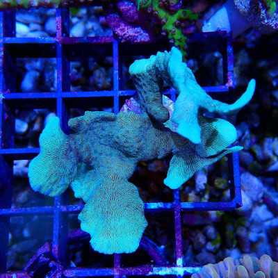Pavona cactus
