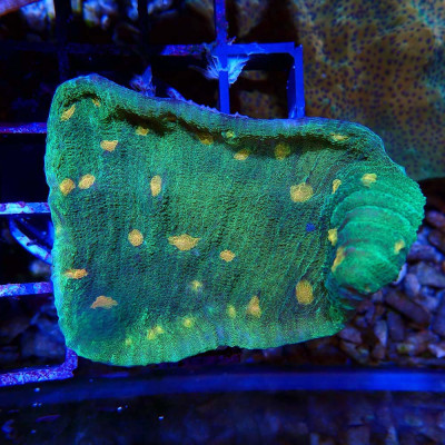 Echinophyllia Space Invader sp.