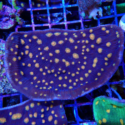 Echinophyllia sp.