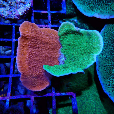Montipora foliosa