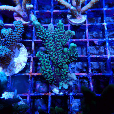 Montipora capitata- Corail en VPC