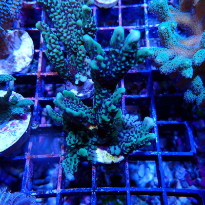Montipora capitata