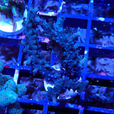 Acropora sp. en WYSIWYG