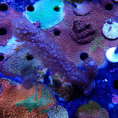 Plexaurella sp.