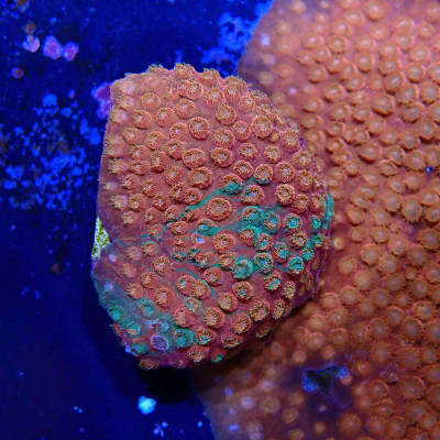 Cyphastrea Sunkist Grafted