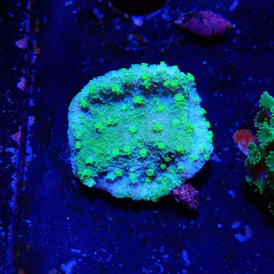 Cyphastrea Toxic Green